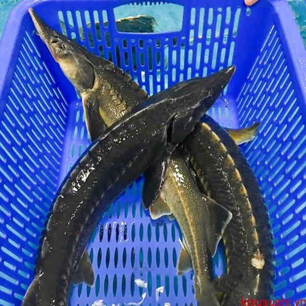 Cá Tầm 2023 Loài Cá Vàng Độc Đáo Trong Năm Nay