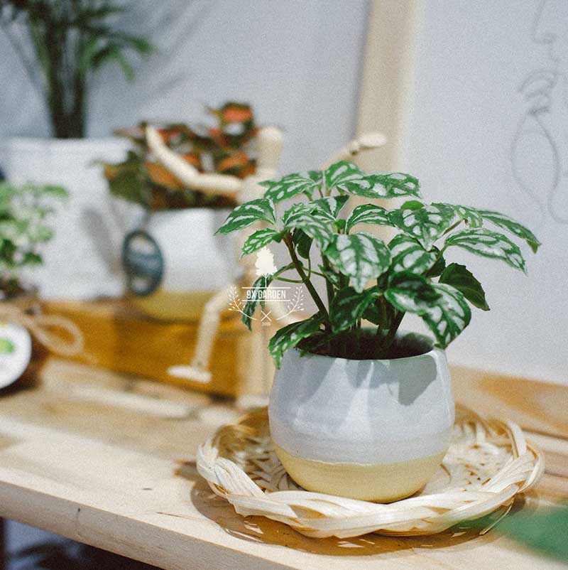 Cây phong thủy trong nhà – Bí quyết mang lại may mắn, tài lộc và bình an cho gia đình