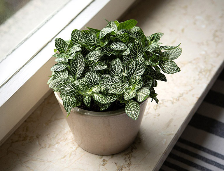 Cây phong thủy trong nhà – Bí quyết mang lại may mắn, tài lộc và bình an cho gia đình