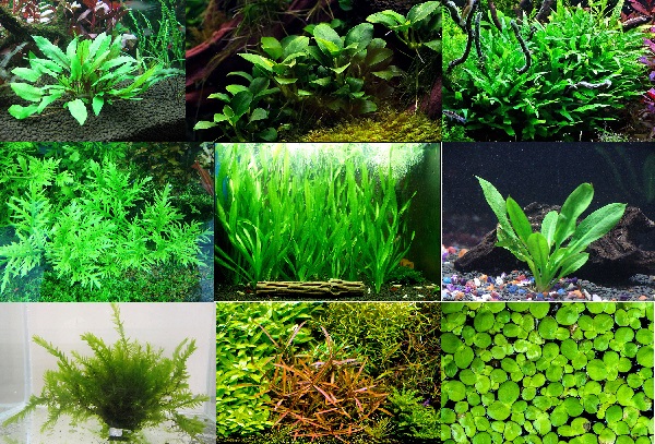 Cây thủy sinh trong nhà - Bí quyết tạo không gian sống xanh mướt, trong lành