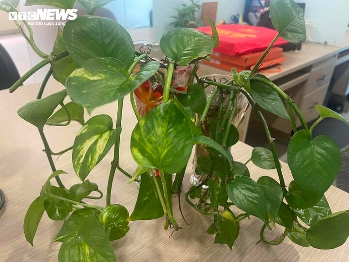 Cây thủy sinh trong nhà - Bí quyết tạo không gian sống xanh mướt, trong lành