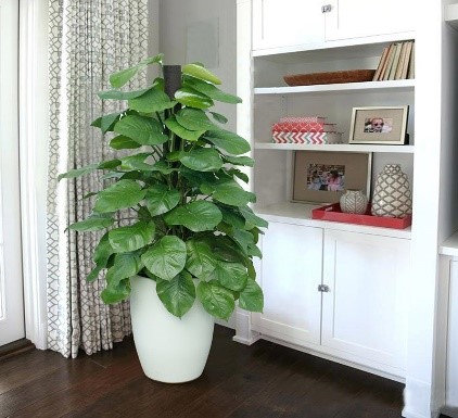 cay trong trong nha khong can anh sang 69217129b4250