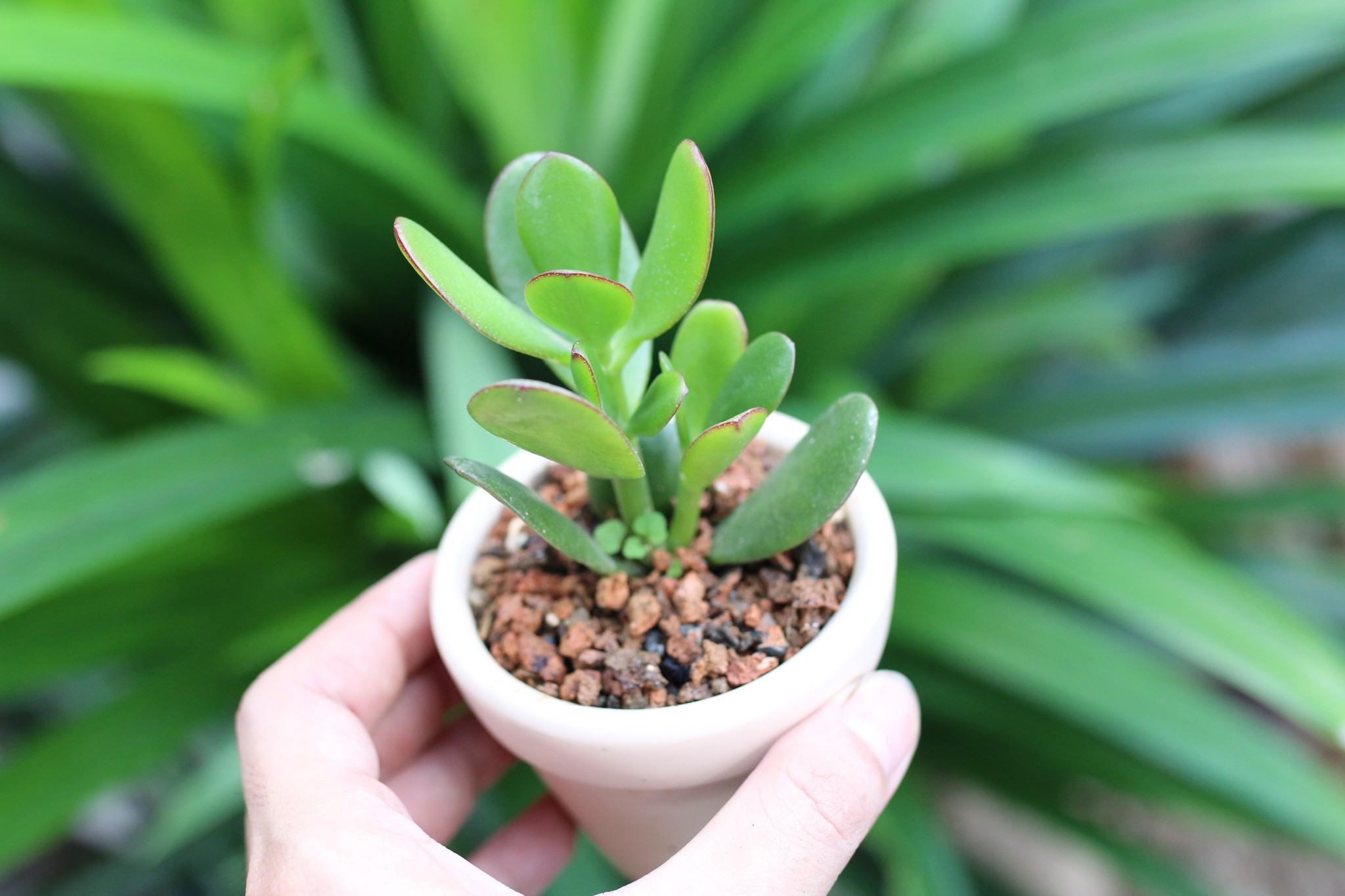 Cây trồng trong nhà không cần ánh sáng – Giải pháp xanh cho không gian sống tối giản và hiện đại