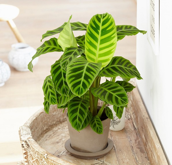 Cây trồng trong nhà không cần ánh sáng – Giải pháp xanh cho không gian sống tối giản và hiện đại