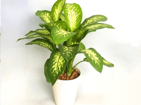 cay trong trong nha tot cho suc khoe 6921716bcfcdf