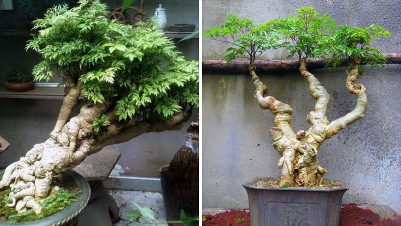 Cây Trồng Trong Nhà Tốt Cho Sức Khỏe – Bí Quyết Trang Trí Nhà Cửa Khỏe Mạnh Và Thoáng Đãng