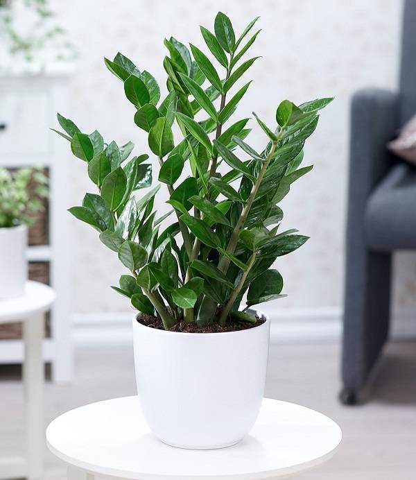 Cây Trồng Trong Nhà Tốt Cho Sức Khỏe – Bí Quyết Trang Trí Nhà Cửa Khỏe Mạnh Và Thoáng Đãng