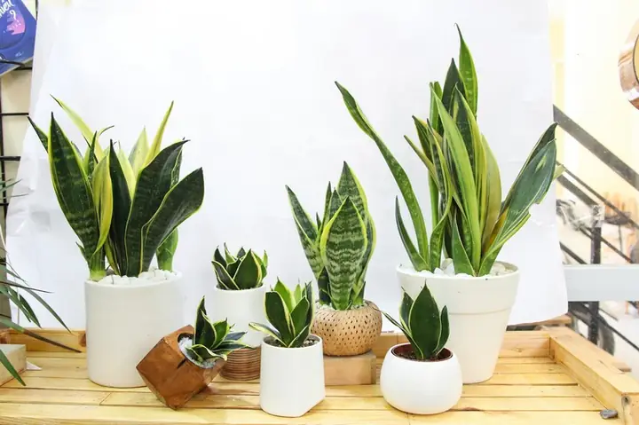 Cây Trồng Trong Nhà Tốt Cho Sức Khỏe – Bí Quyết Trang Trí Nhà Cửa Khỏe Mạnh Và Thoáng Đãng