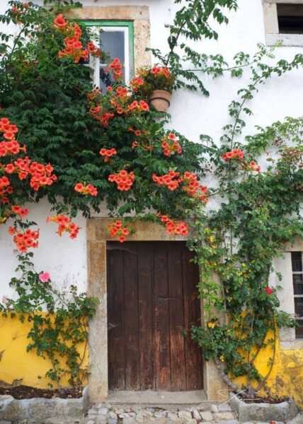 Dây leo ban công – Bí quyết biến không gian nhỏ thành điểm nhấn xanh mướt